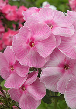 Флокс метельчатый 'Катя'