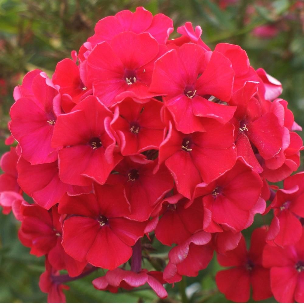 Флокс метельчатый 'Набат'