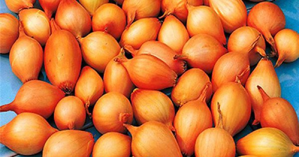 Лук-севок Стурон 14-21мм 0,5кг