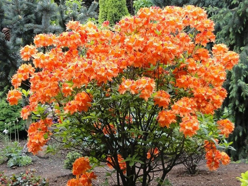 Рододендрон желтый (азалия) 'Гловинг Эмберс' (оранжевый)