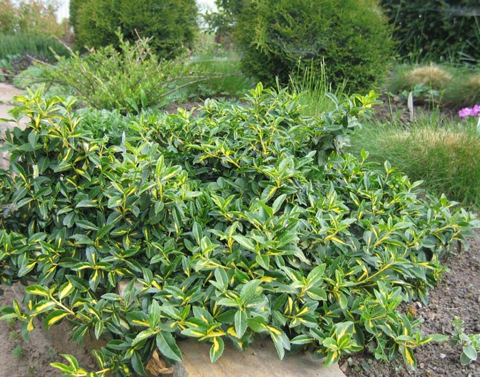 Бересклет Форчуна (зеленолистный)