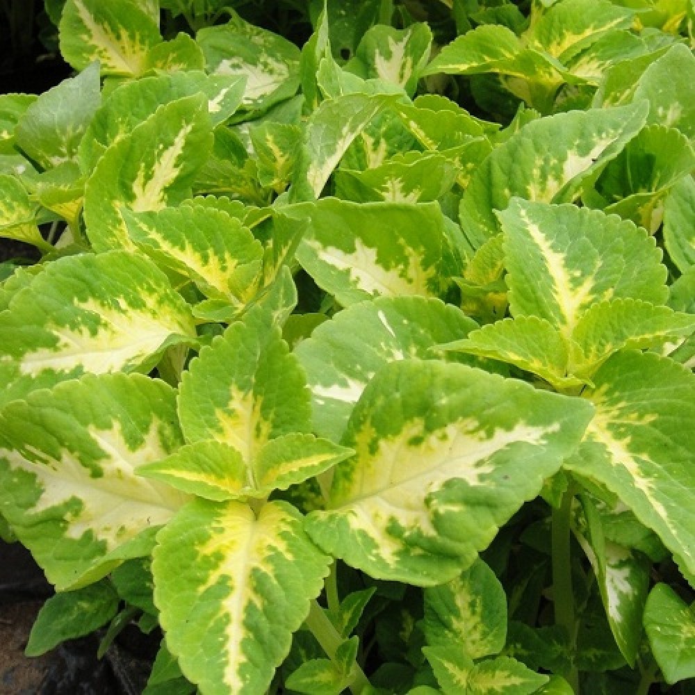 Колеус блюма