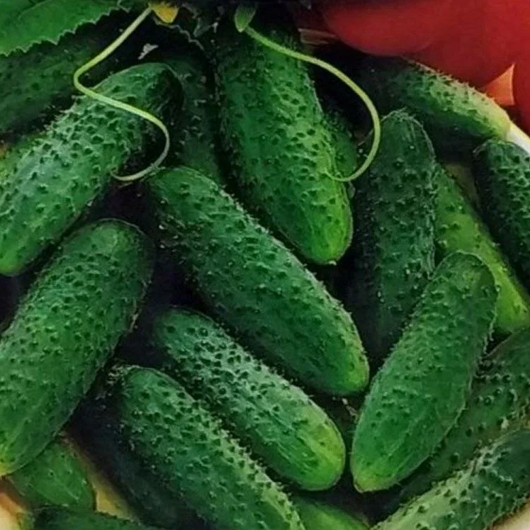 Огурец 'Парижский Корнишон'