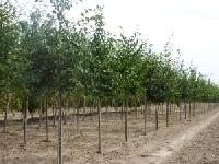 Продажа деревьев в садовом центре Южный