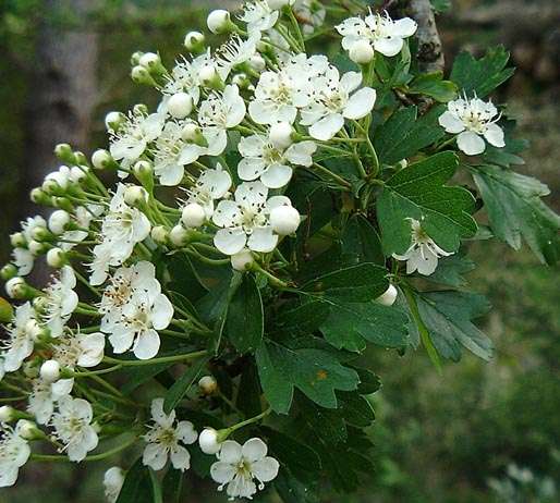 Боярышник однопестичный 'Стрикта'