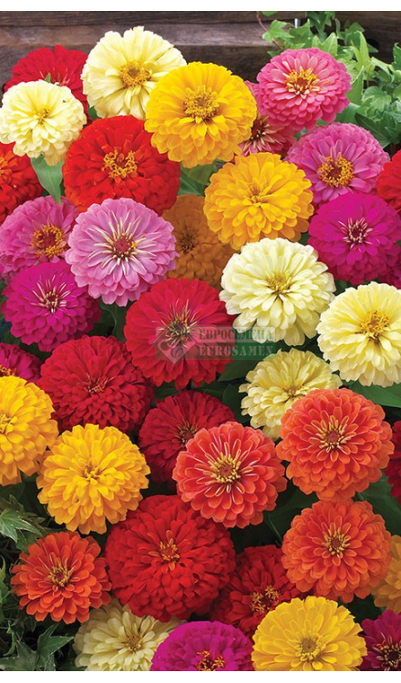 Цинния изящная 'Дримленд' (микс)