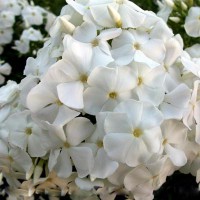 Флокс метельчатый 'Голубь мира'