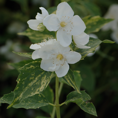 Чубушник 'Инносенс'