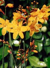 Крокосмия 'Колумбус'