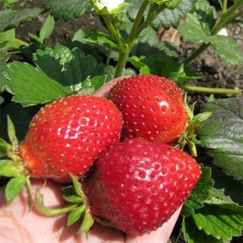 Земляника (клубника) 'Белтран'