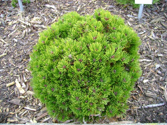 Сосна горная 'Пикобелло'