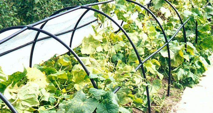 Скидка 20% на Парники Счастье дачника