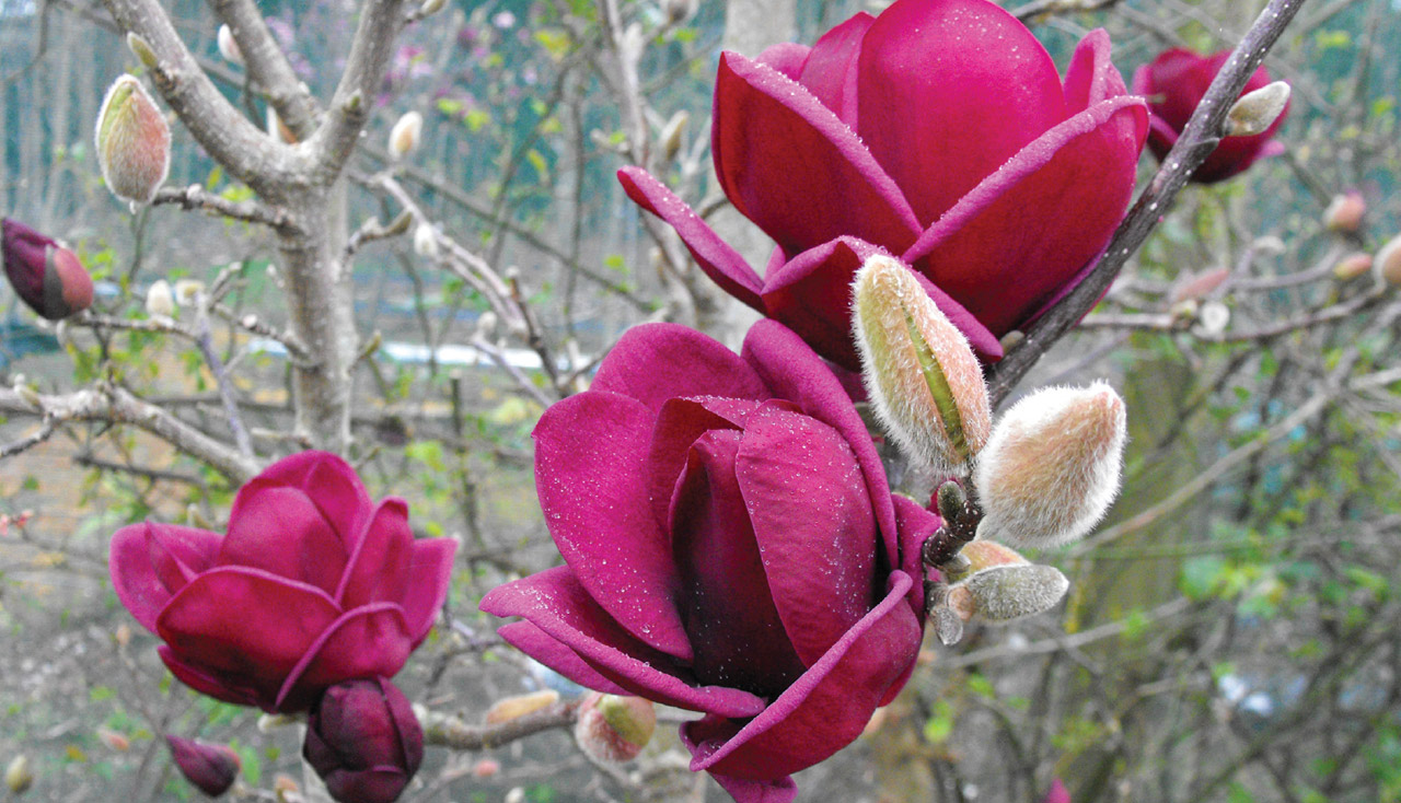 Магнолия 'Блэк Тюлип'