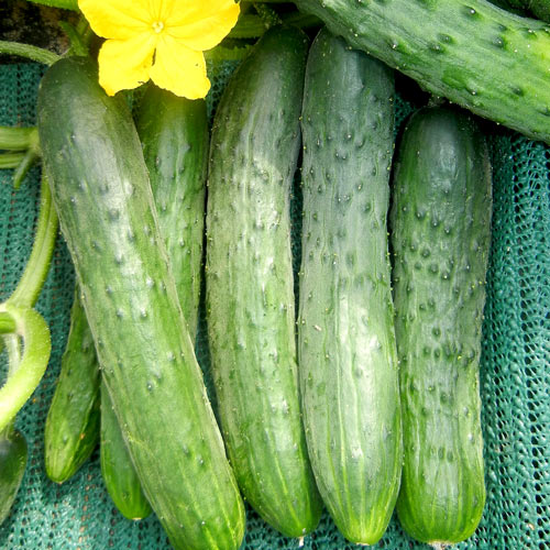 Огурец 'Зозуля'