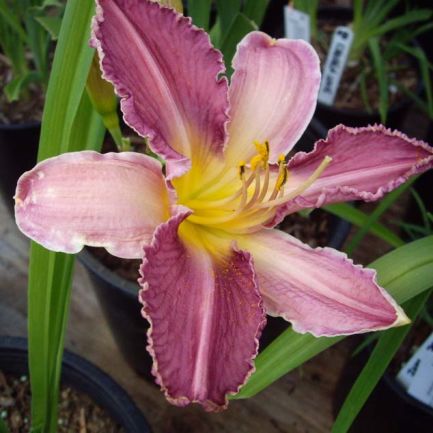 Лилейник гибридный 'Чикаго Нобби'