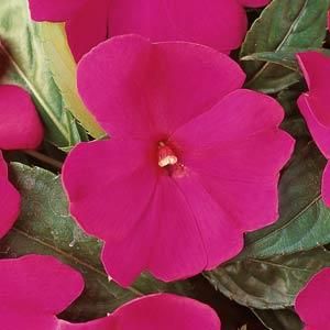 Бальзамин новогвинейский 'Дивайн Вайолет' (лилово-розовый)