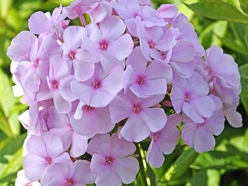 Флокс метельчатый 'Пинки Хилл'