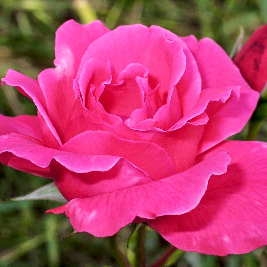 Роза 'Виен Роуз' (чайно-гибридная) (розово-малиновой)