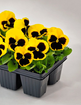 Виола Виттрока 'Инспайр Йеллоу Блоч Плюс' (желтая с темным глазком)