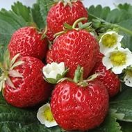 Земляника (клубника) 'Викода'