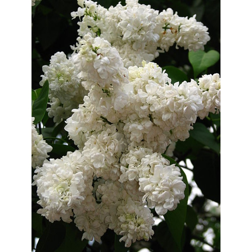 Сирень обыкновенная 'Принцесса Клементина' (белая)