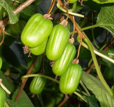 Актинидия Коломикта 'ВИР-2'