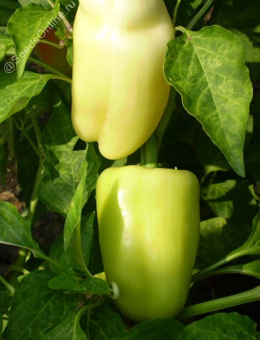 Перец 'Семко 2013'