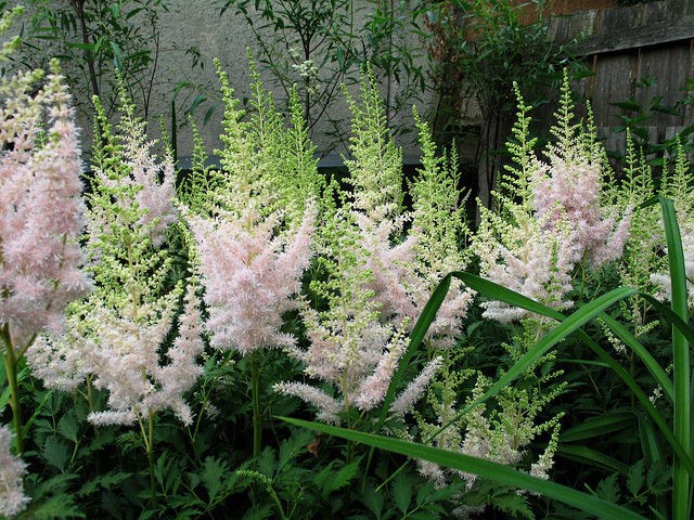 Астильба китайская 'Милк энд Хоней' (розовый)