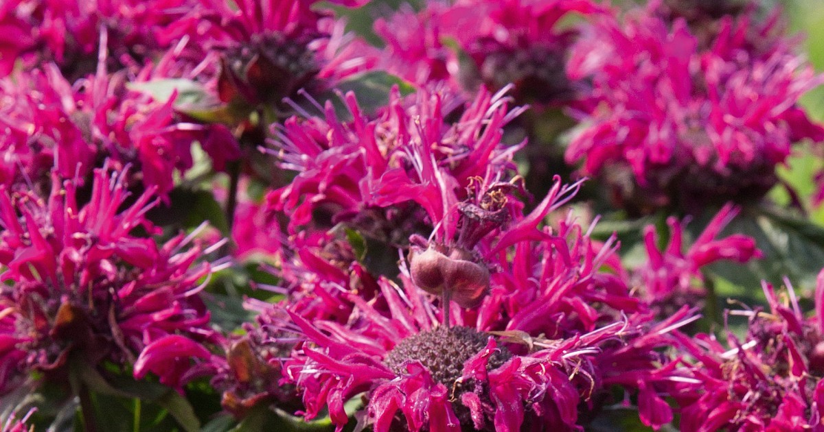 Монарда двойчатая (гибридная) 'Мелуа Пинк'