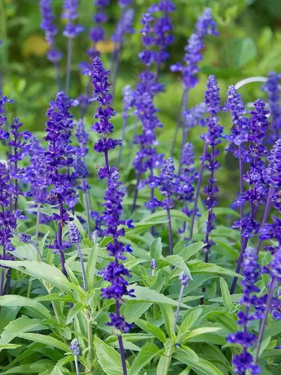 Сальвия лекарственная (Шалфей) ' СимплХербс'																								