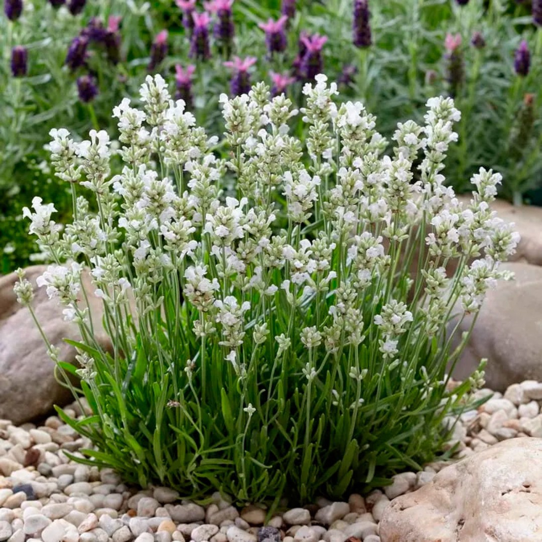 Лаванда узколистная 'Арктик Сноу'