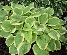Хоста гибридная (вздутая, волнистая) 'Фрагрант Букет'