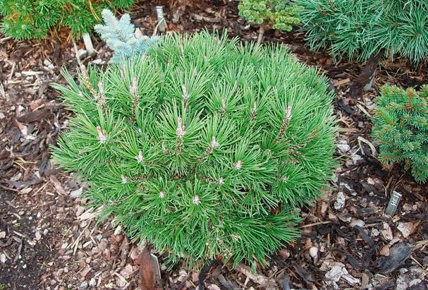 Сосна горная 'Троя'