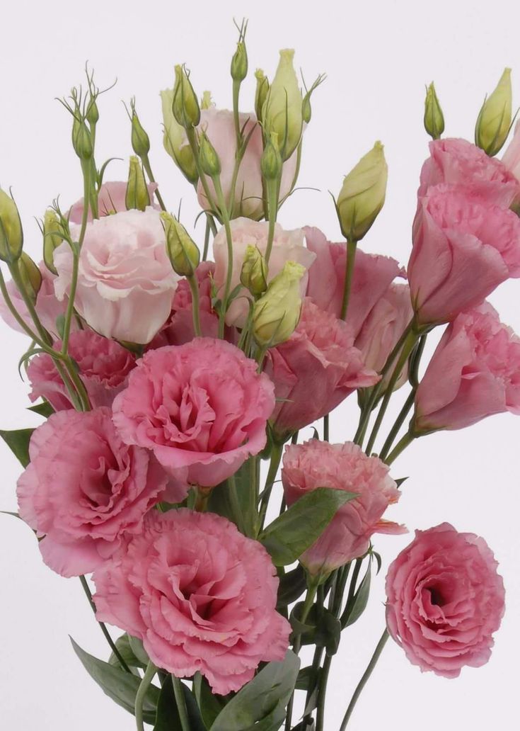 Семена Эустома