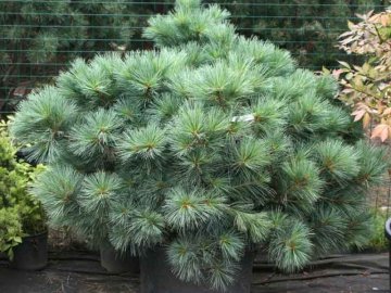 Сосна веймутова 'Блю Шег'