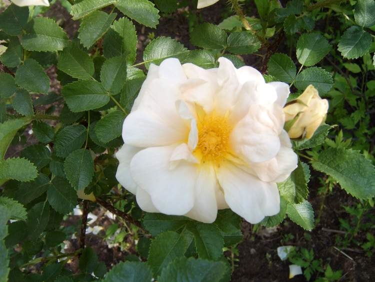 Роза бедренцеволистная