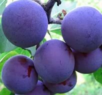 Слива 'Евразия 21' Слива 'Евразия 21'