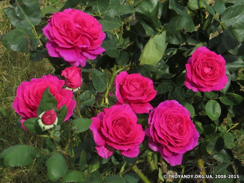 Роза 'Жорианда' (чайно-гибридная) (розовая)