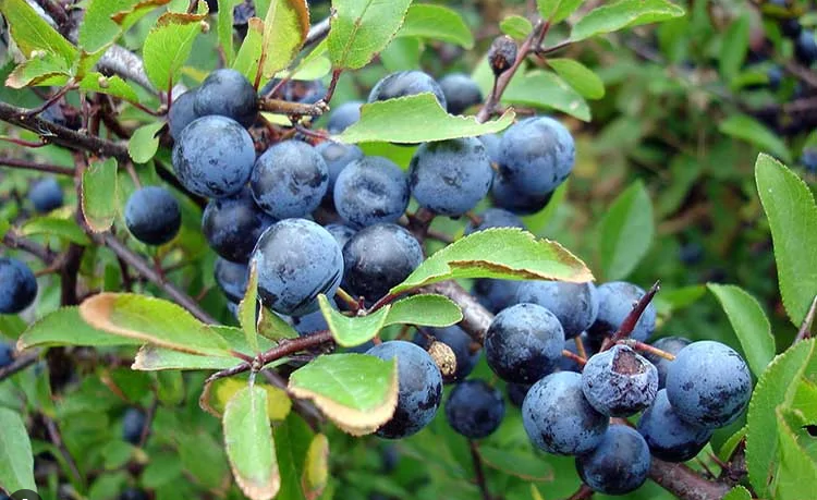 Слива колючая (терн)