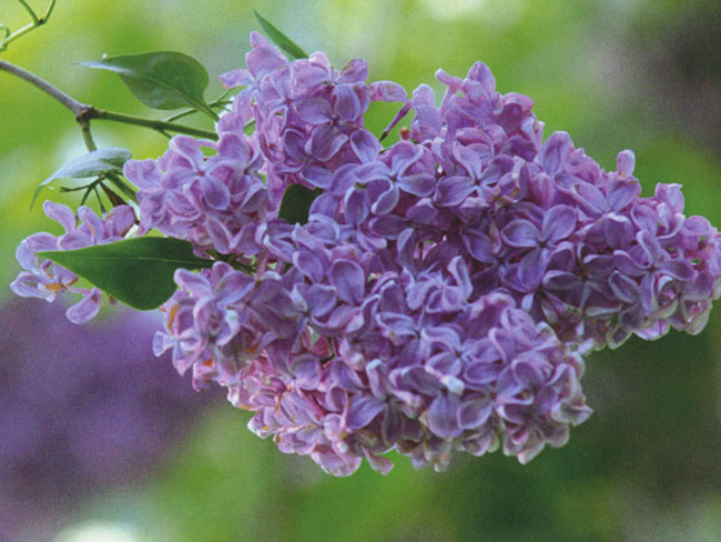 Сирень обыкновенная 'Баардс' (лилово - голубая)