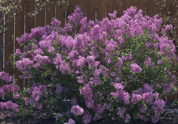 Сирень Блумеранг 'Пинк Парфюм' (розовая)