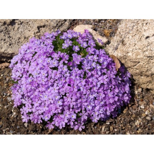 Флокс Келси 'Розетте'