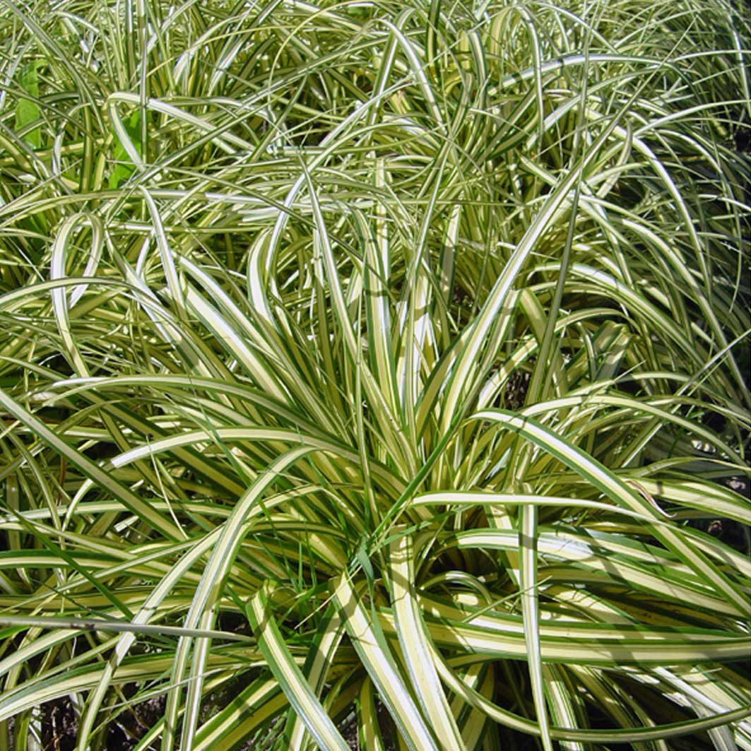 Осока Морроу