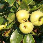 Груша 'Тихоновка'