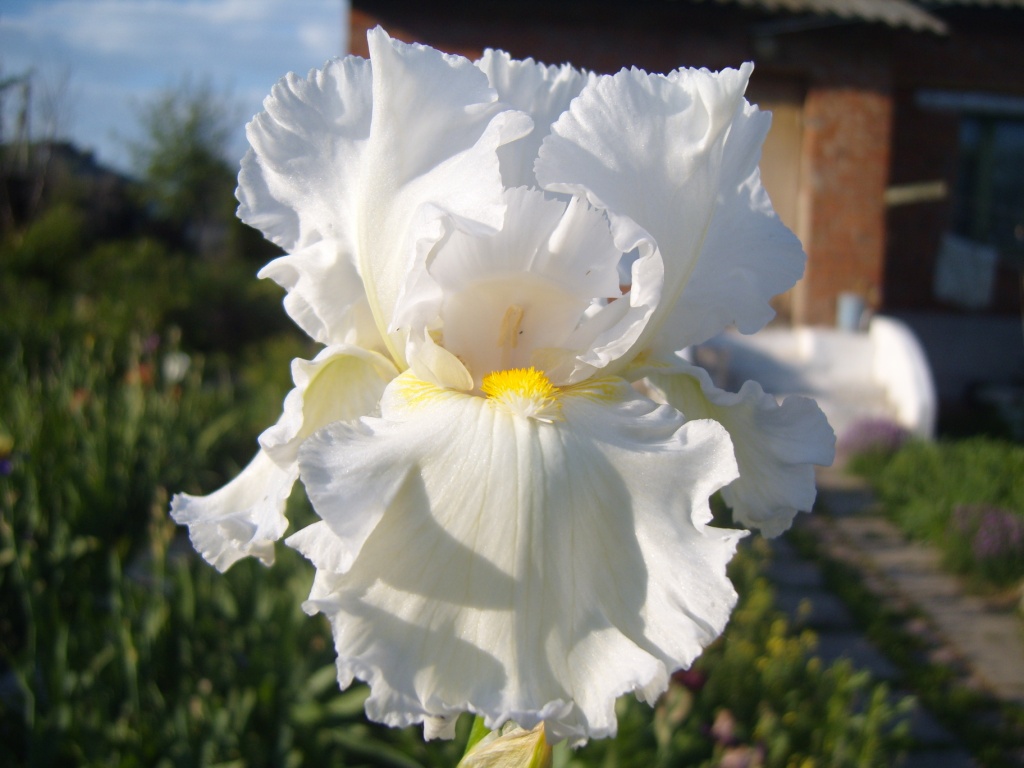 Ирис гибридный 'Бонус'