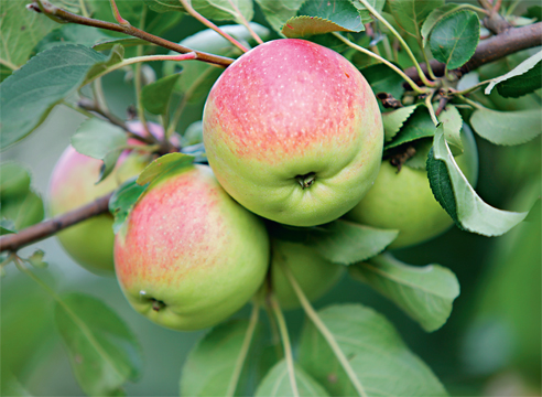 Яблоня домашняя 'Анисик омский'