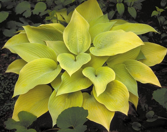 Хоста гибридная (вздутая, волнистая) 'Тортилла Чип'