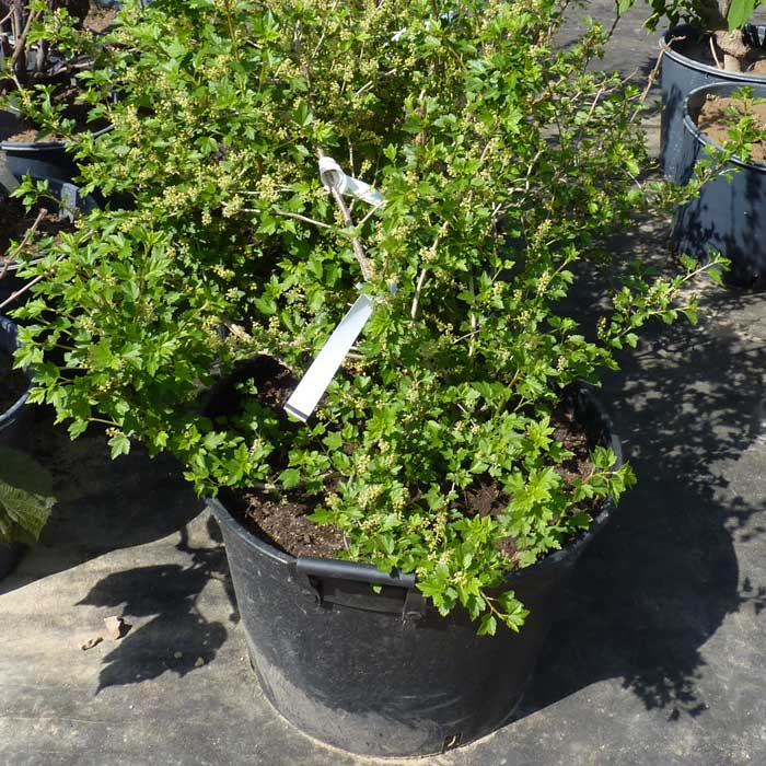 Смородина альпийская 'Шмидт'