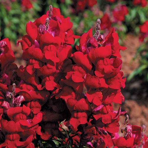 Антирринум компактный (Львиный зев) 'Монтего Ред' (красный)