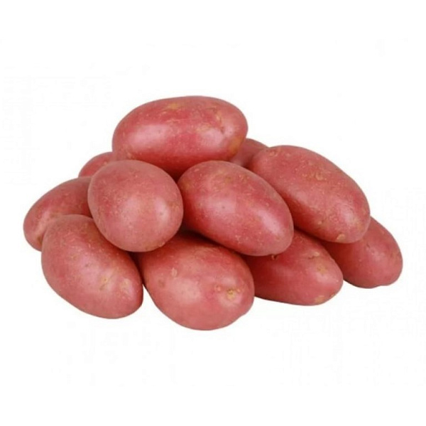 Картофель семенной ФАВОРИТ (суперэлита) 